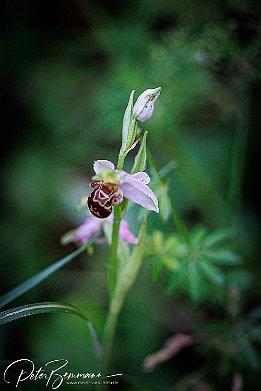 IR6_15079 Bienen-Ragwurz - Ophrys apifera