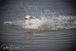 IRP_03089 Am Hundestrand hatten die Hunde heute wieder ihren Spa beim Spielen und durchs Wasser jagen.