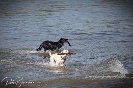 IRP_03102 Am Hundestrand hatten die Hunde heute wieder ihren Spa beim Spielen und durchs Wasser jagen.