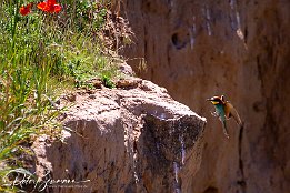 IMG_48994 Bienenfresser - European Bee-eater Photo taken today at a rookery of bee-eaters near Lambsheim/Germany