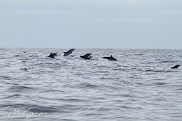 IMG_06005 Common Dolphins