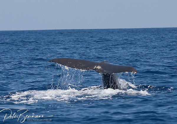 Whale Watching Tour - 28.06.2012 mit Terra Azul - Vila Franca do Campo (Sa Miguell/Azoren)