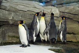 IMG_01636 Knigspinguin