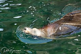 Kalifornischer Seelwe