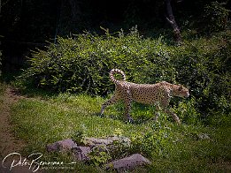 Sudan-Gepard