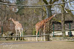 IMG_39817 Giraffen