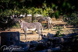 IMG_43057 Grevy-Zebra