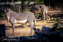 IMG_43058 Grevy-Zebra