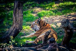 IMG_43059 Sibirischer Tiger