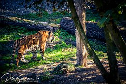 IMG_43060 Sibirischer Tiger