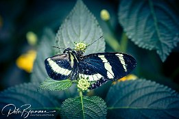 IR6_17984 Heliconius sara - ein in Mittel- und Sdamerika vorkommender Schmetterling (Tagfalter)