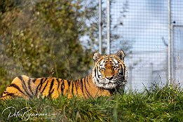 IR6_18320 Tiger im Tiererlebnispark Bell