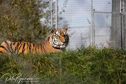 IR6_18321 Tiger im Tiererlebnispark Bell