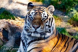 IR6_18325 Tiger im Tiererlebnispark Bell