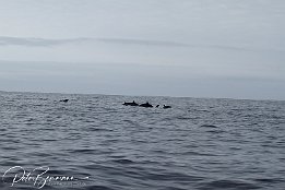 IMG_06020 Common Dolphins
