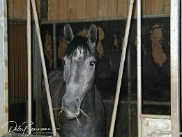 P8170049 Besichtigung des Trainingstall Radandt