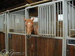 P8170053  Besichtigung des Trainingstall Radandt
