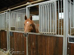 P8170054  Besichtigung des Trainingstall Radandt