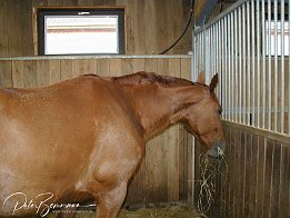 P8170055  Besichtigung des Trainingstall Radandt