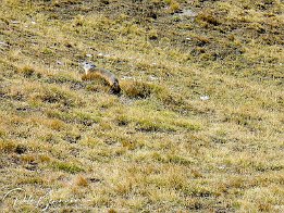 Murmeltier am Col de la Bonette