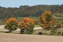 IMG_03139