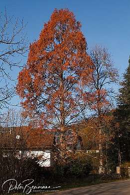 IMG_10179