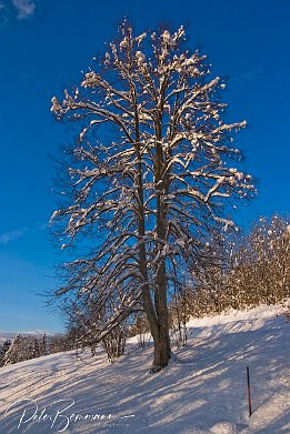 IMG_1580 Im Licht der untergehenden Sonne