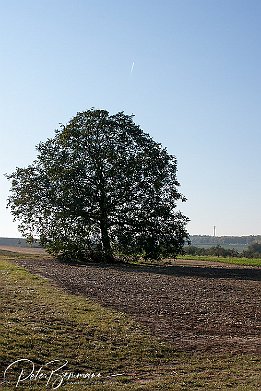 IMG_23859