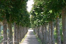 In Reih und Glied Spaziergang durch den Botanischen Garten