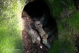 IMG_3963 Seltenes Tier (aus Holz)
