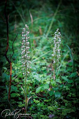 IR6_15072 Bocks-Riemenzunge - Himantoglossum hircinum