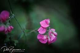 IR6_15082 Knollen-Platterbse - Lathyrus tuberosus