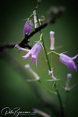 IR6_15084 Rapunzel-Glockenblume - Campanula rapunculus