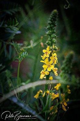 IR6_15089 Gewhnlicher Odermennig - Agrimonia eupatoria