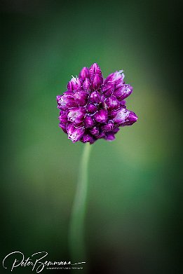 IR6_15094 Kugelkpfiger Lauch - Allium sphaerocephalon