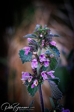 IR6_15111 Schwarznessel - Ballota nigra