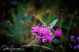 IR6_15113 Schachbrett (Melanargia galathea) auf Wiesen-Flockenblume (Centaurea jacea)