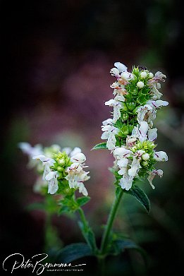 IR6_15118 Aufrechter Ziest - Stachys recta