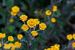 IR6_15119 Frber-Hundskamille - Anthemis tinctoria