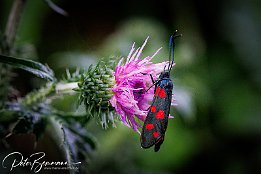 IR6_15123 Sechsfleck-Widderchen (Zygaena flipendulae) auf Krause Distel (Carduus ccrispus)