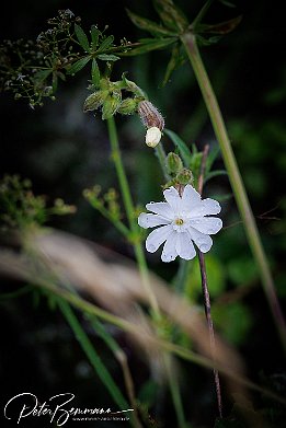 IR6_15125 Weie Lichtnelke - Silene latifolia