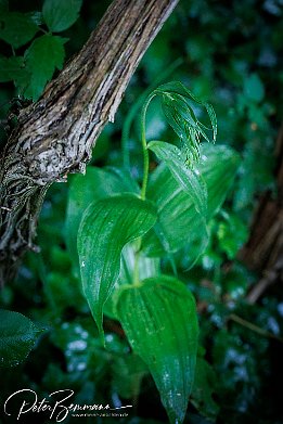 IR6_15151 Breitblttrige Stendelwurz - Epipactis helleborine