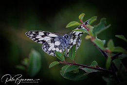 IR6_15155 Schachbrett (Melanargia galathea)