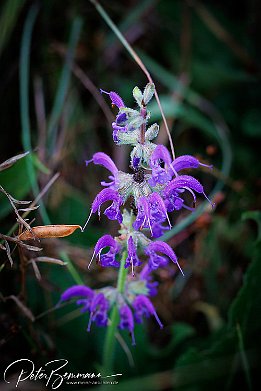 IR6_15159 Wiesen-Salbei - Salvia pratensis