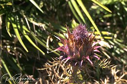 101 0172  Distelblüte