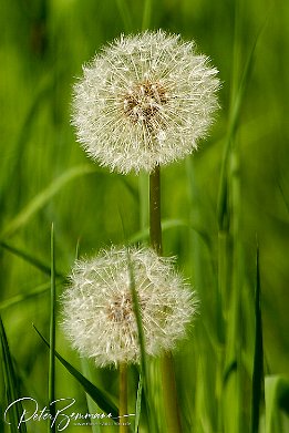 Erinnerungen an den Sommer