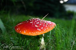 IMG 2177  Fliegenpilz - gesehen im Erzgebirge