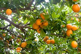 IMG 2293  Orangenbaum mit reifen Früchten