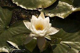 IMG 4756-r1