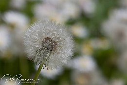 MG 3652
